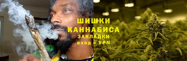 индика Ельня